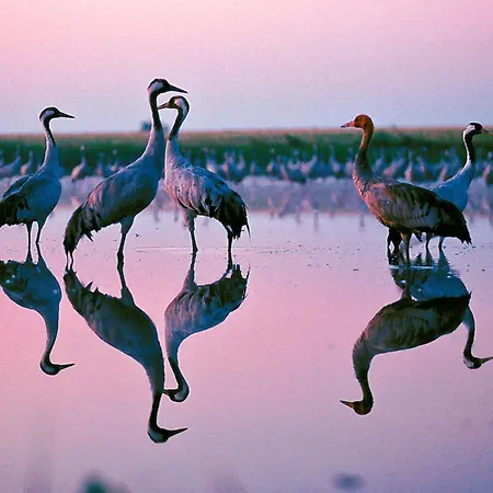 Διαμέρισμα Haus Boddenkieker 6 Nr 1 *